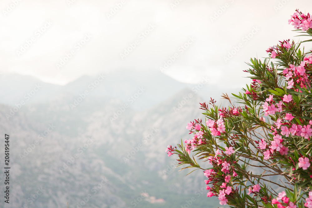 Beautiful pink oleander flowers are blooming on light background of mountains. Free space for text.