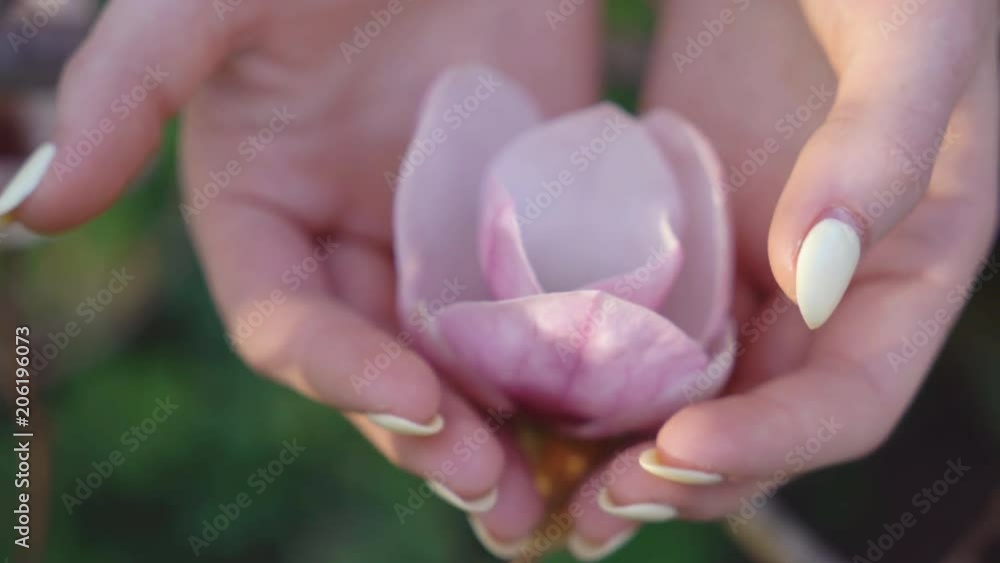 large magnolia flowers. close-up. gentle female hands touch the flower bud. 4K large magnolia flowers. close-up. gentle female hands touch the flower bud. 4K