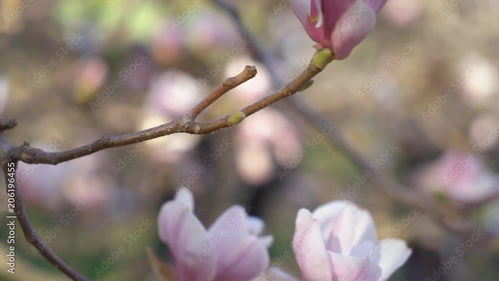 large magnolia flowers. close-up. gentle female hands touch the flower bud. 4K large magnolia flowers. close-up. gentle female hands touch the flower bud. 4K