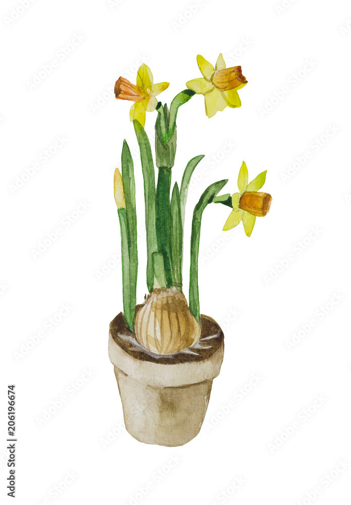 Flowering daffodils with a bulb in a pot. The composition is made in watercolor on a white background