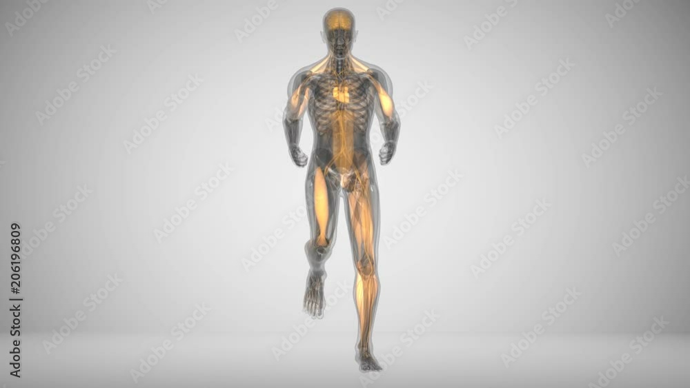 Running man's muscle activity animation in x-ray style Running man's muscle activity animation in x-ray style