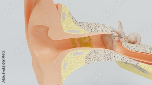 Ear wax self-cleaning during chewing. Model of the inner ear. photo