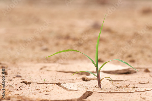The plants grow on the dry ground. Plants try to live the next life. Environment is not conducive to growth. The idea of life is to live with the space available.