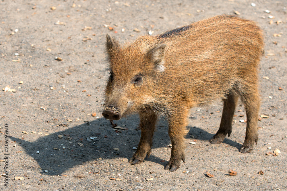 Frischling Wildschwein (Sus scrofa) Frischling Wildschwein (Sus scrofa)