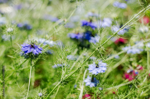 nigella flowers meadow