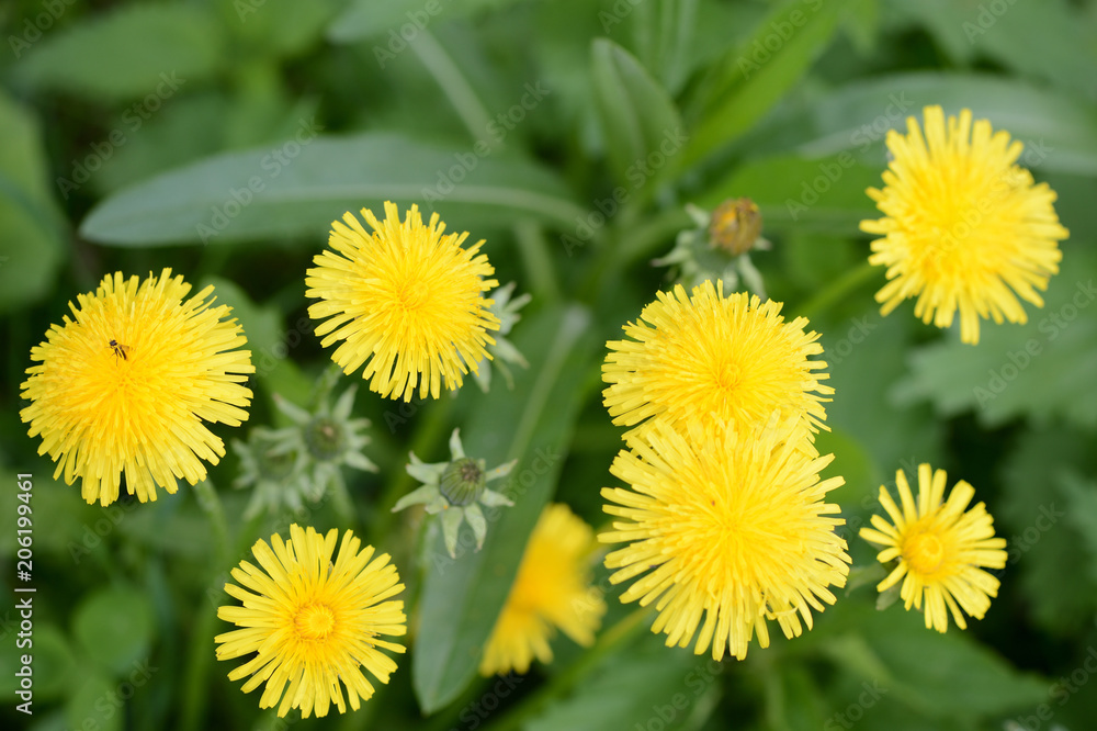 Yellow dandelion flowers on a summer meadow close up Yellow dandelion flowers on a summer meadow close up