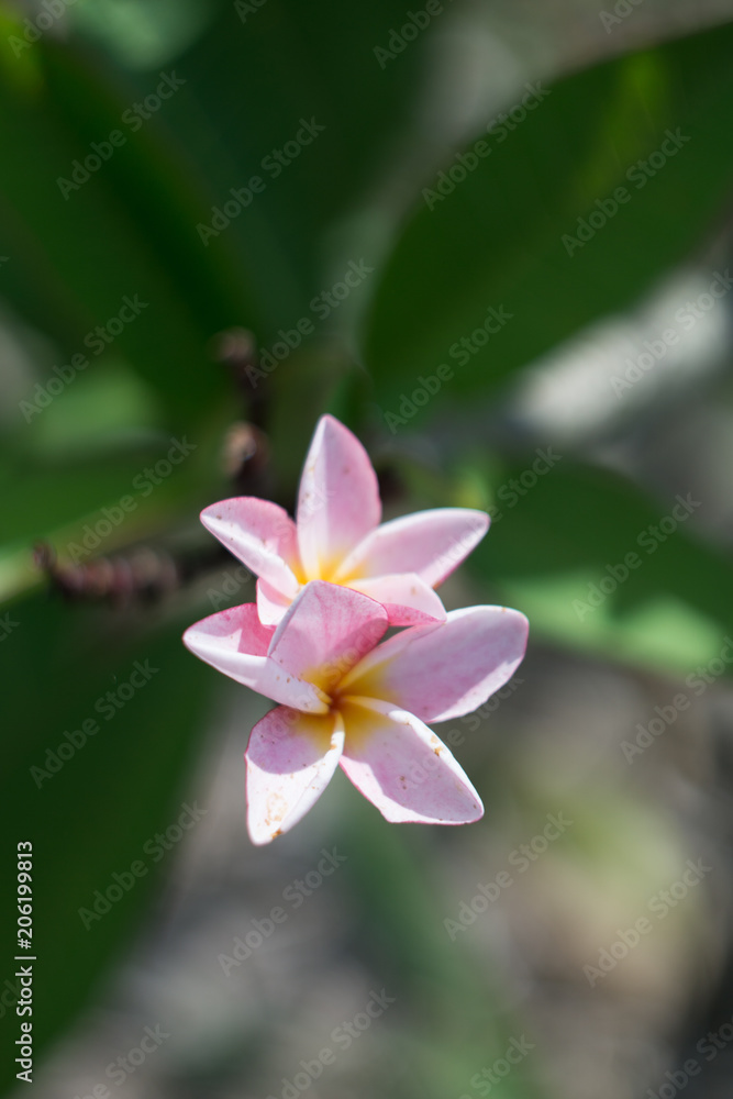 Plumeria Temple Tree flower grows on an organic farm in Cambodia. Plumeria Temple Tree flower grows on an organic farm in Cambodia.