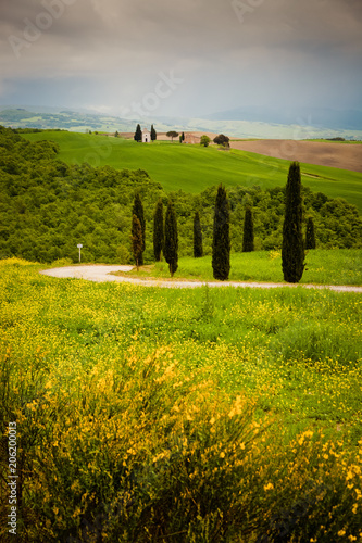 beautiful green summer landscape in Tuscany  Italy