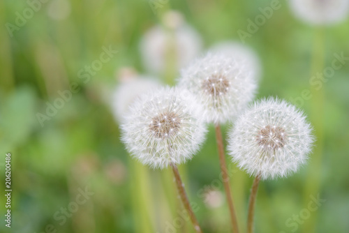 Dandelion flowers on a summer meadow close up