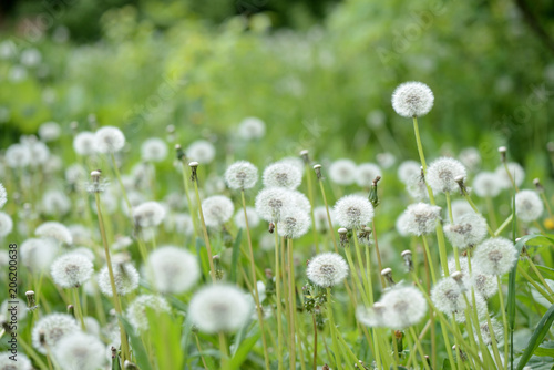 Fototapeta Naklejka Na Ścianę i Meble -  Summer meadow covered with flowers of dandelion