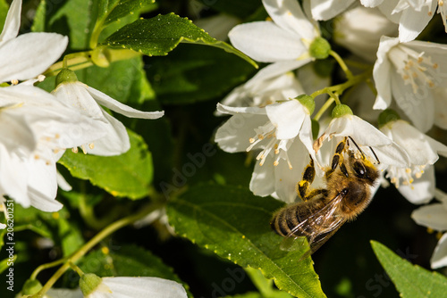 Wallpaper Mural Biene Torontodigital.ca