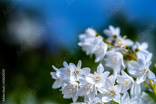 Wallpaper Mural Blumen mit Boket Torontodigital.ca