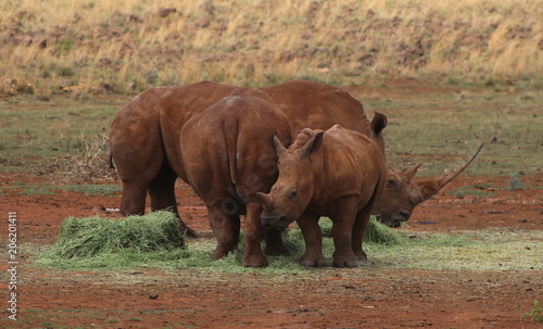 Rhinos