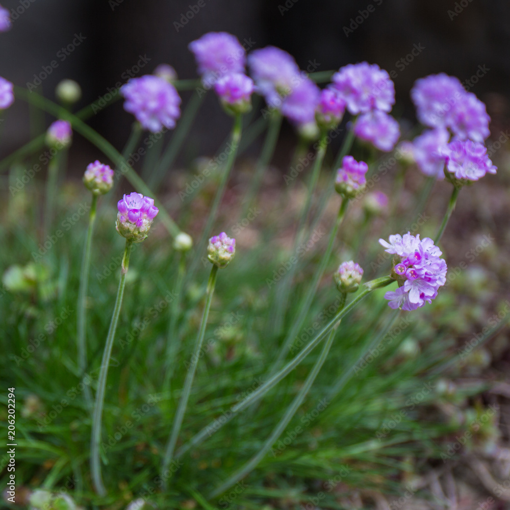 Purple spring flowers.flowers for landscape design Purple spring flowers.flowers for landscape design