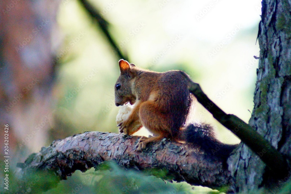 Obraz premium squirrel