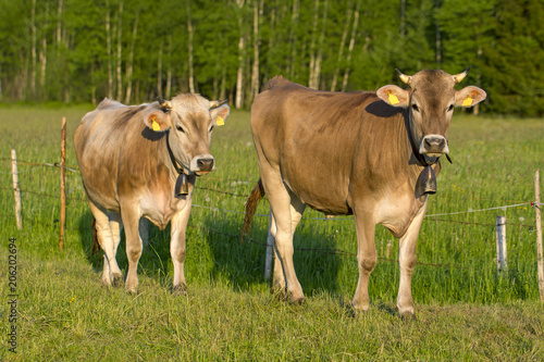 Kühe - Allgäu - Braunvieh - Hörner - malerisch