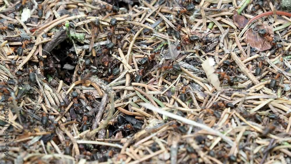 Ants working in the anthill in the forest Ants working in the anthill in the forest