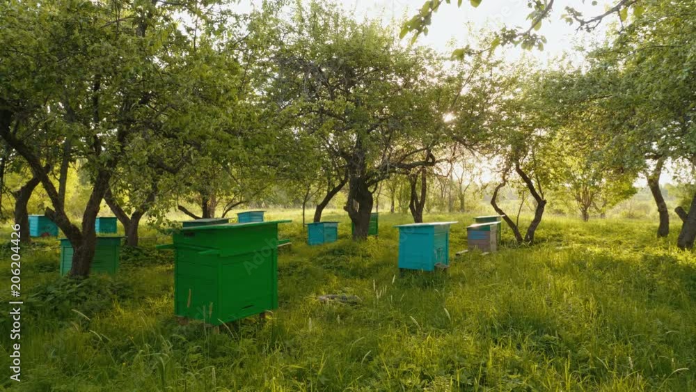 Panoramic shot of honey bee hives in spring apple garden against sunset background
Panoramic shot of honey bee hives in spring apple garden against sunset background