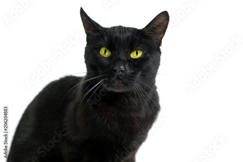 Black cat on a white background.