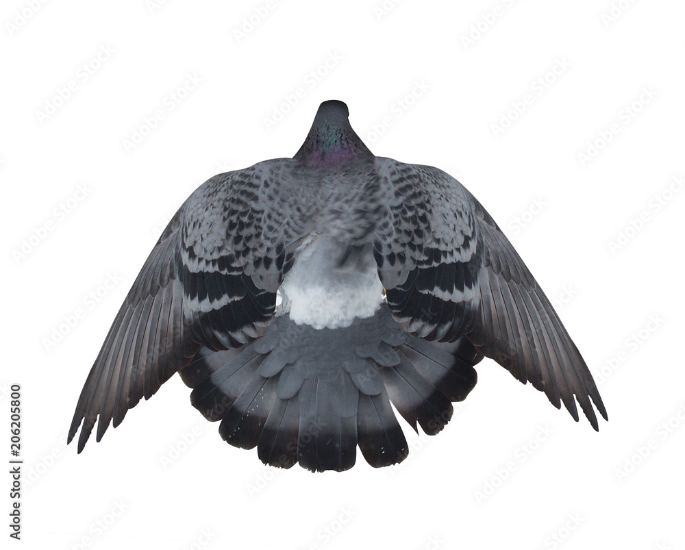 Fototapeta premium isolated dark flying dove top view