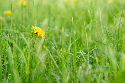 Fototapeta Naklejka Na Ścianę i Meble -  Single dandelion in green grass