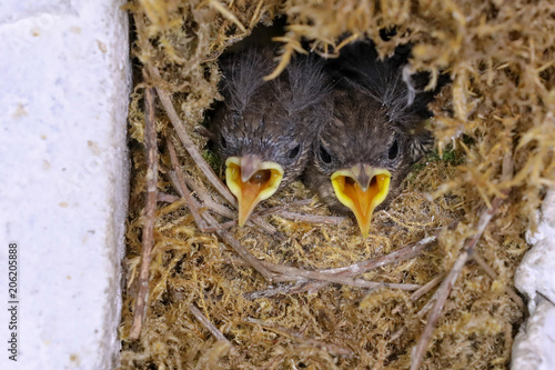 Small birds in a nest