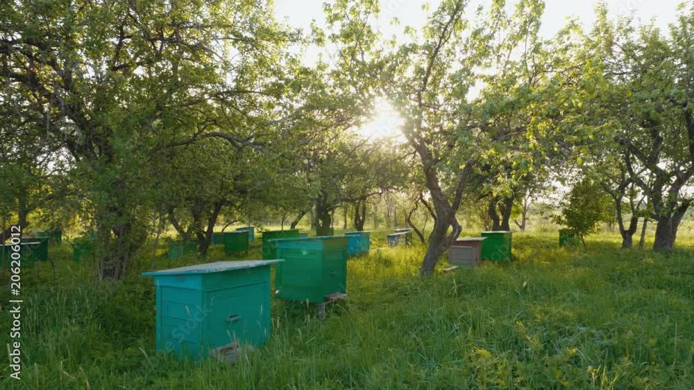 Panoramic shot of honey bee hives in spring apple garden against sunset background
Panoramic shot of honey bee hives in spring apple garden against sunset background