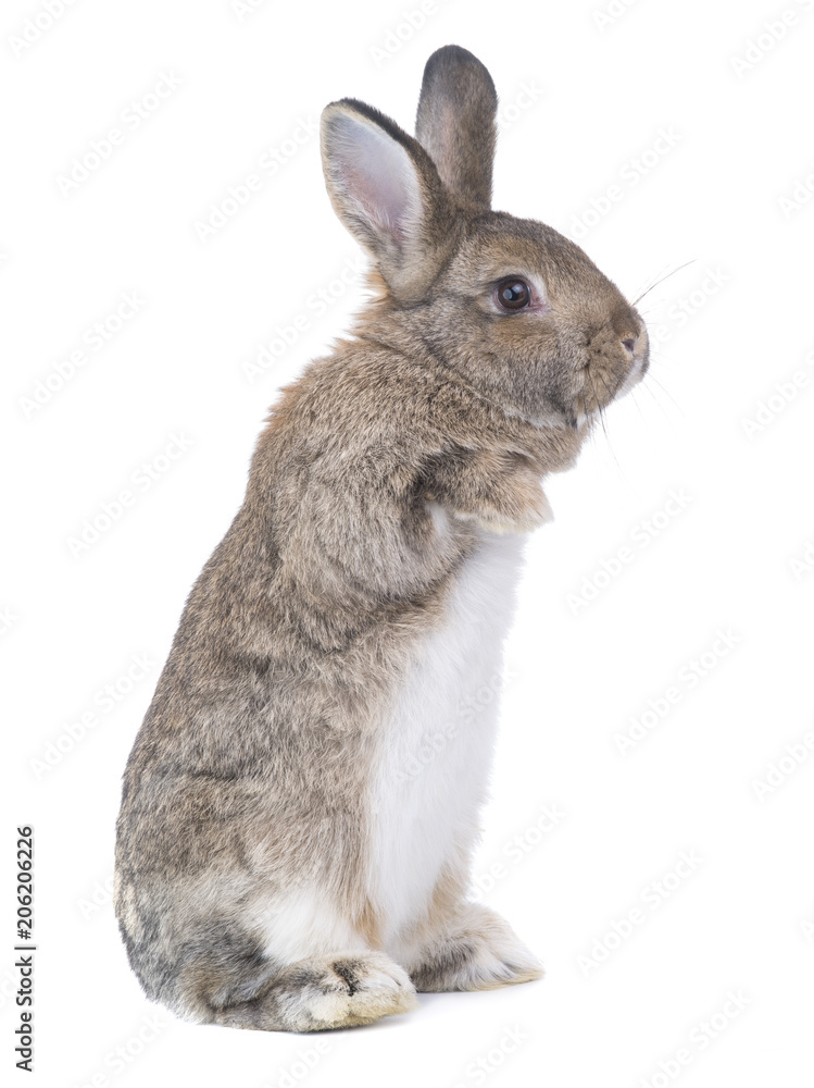 Obraz premium standing rabbit