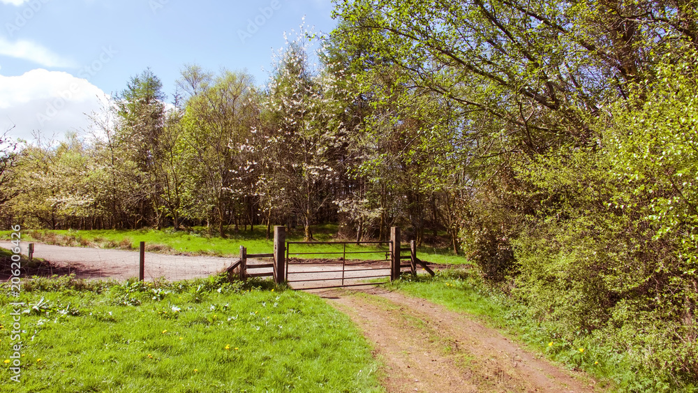 A rural path and farm gate on a bright sunny day.
