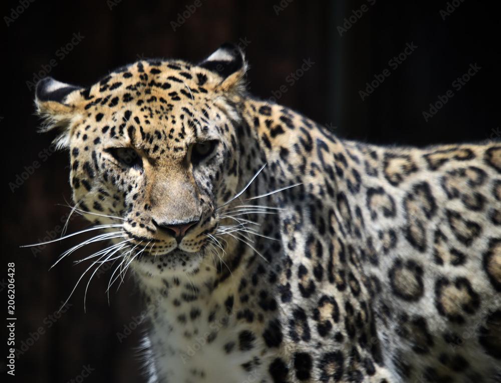 leopardo leopardo