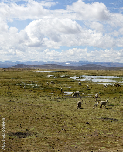 Altiplano landscape, Peru