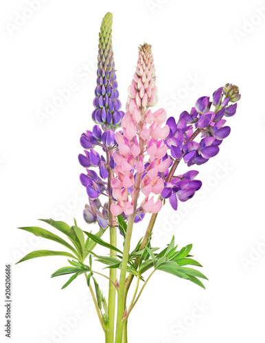 bunch of three isolated lupine flowers