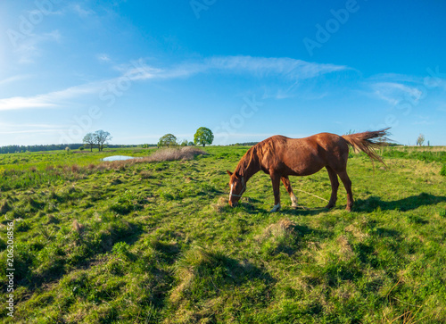 Horse is grazing at the green meadow near the pond