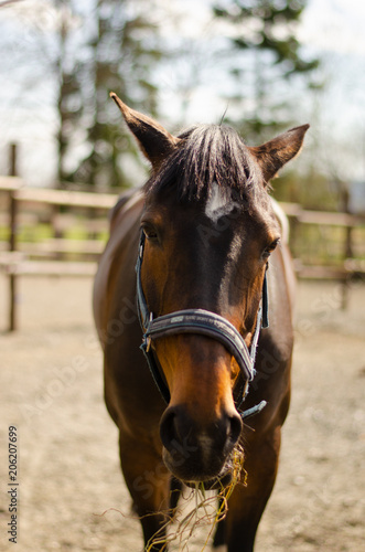 Horse chewing hay © Raymond