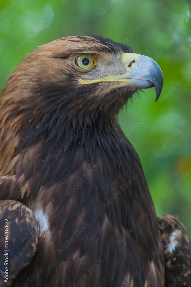 Eagle on a tree in the forest