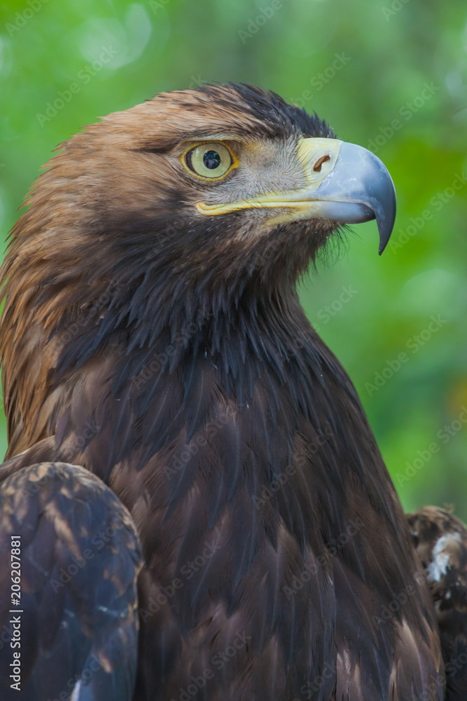 Eagle on a tree in the forest Eagle on a tree in the forest
