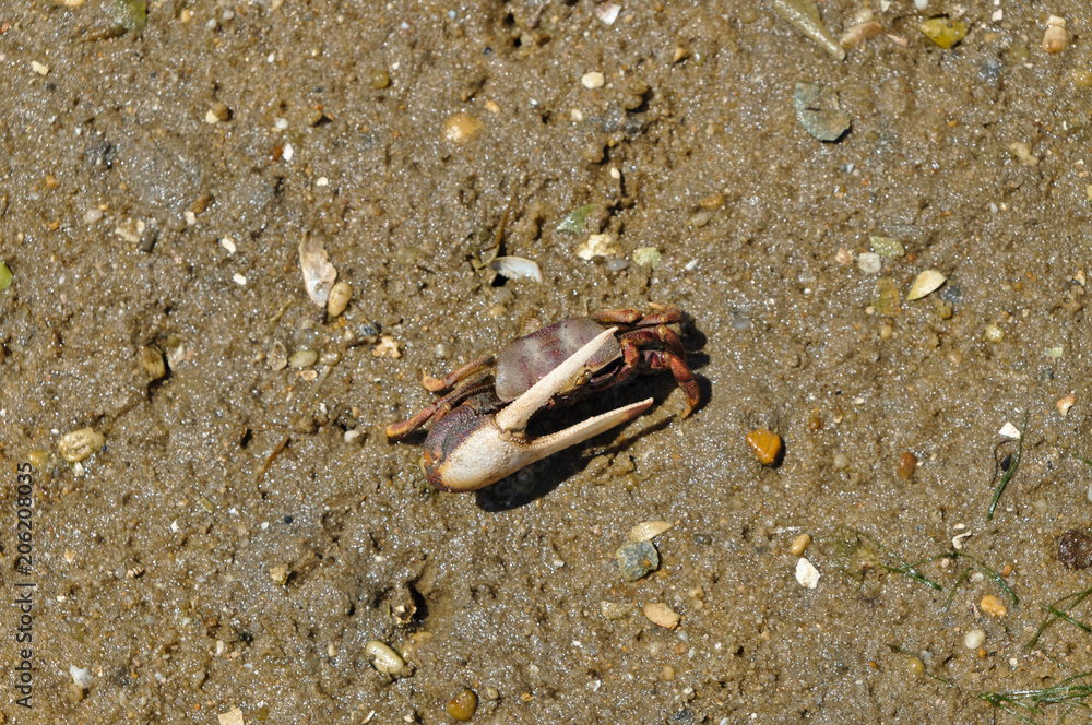 Fiddler crab in Ria Formosa. Algarve, Portugal