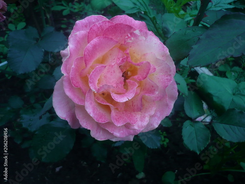 Rose flower. 