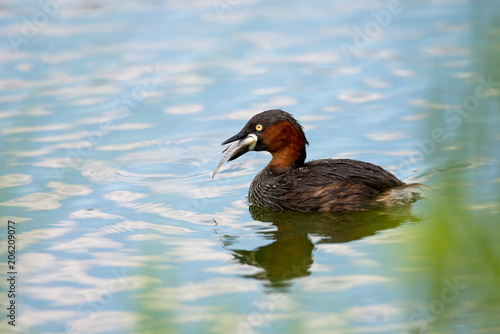 little grebe also known as dabchick, is a member of the grebe family of water birds