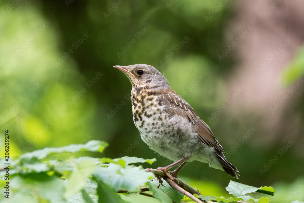 Turdus pilaris on a branch