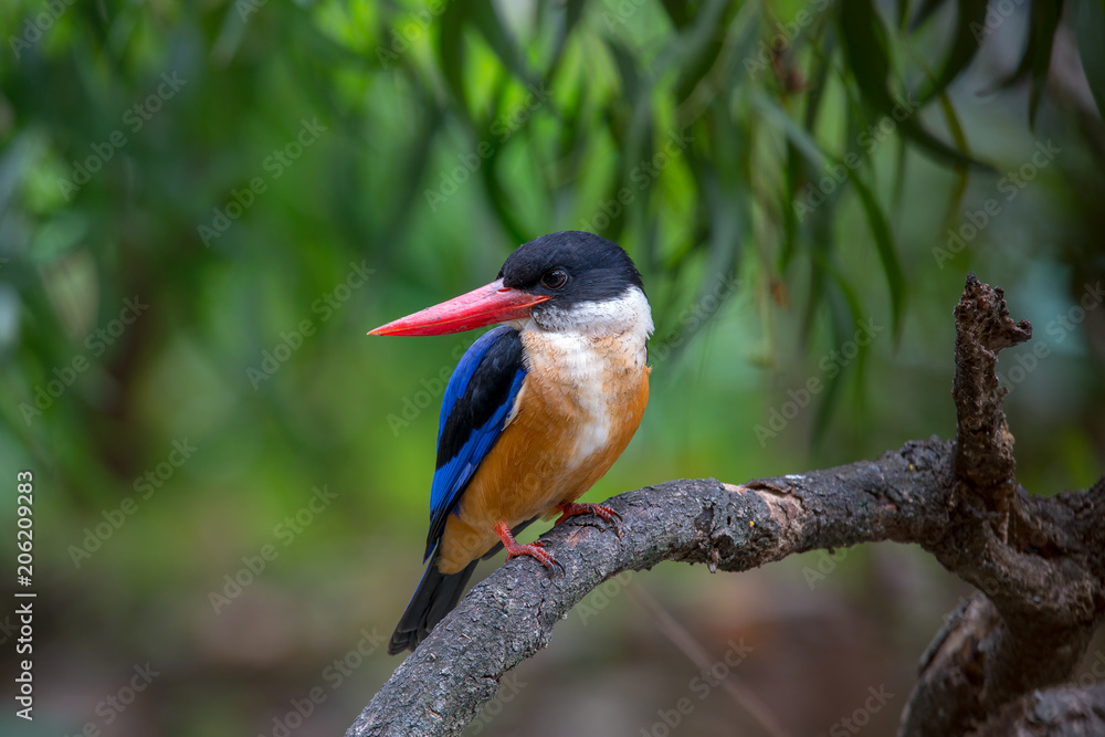 Black-Capped Kingfisher has a purple-blue wings and back, black head and shoulders, white neck collar and throat, and rufous underparts. Black-Capped Kingfisher has a purple-blue wings and back, black head and shoulders, white neck collar and throat, and rufous underparts.