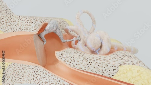 Sound waves affect the hearing membrane. Neural signals.