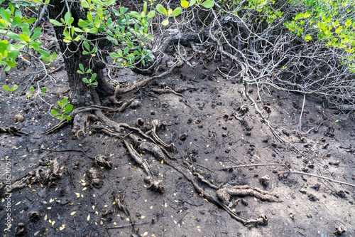 mangroves root on the gound and green leaf
