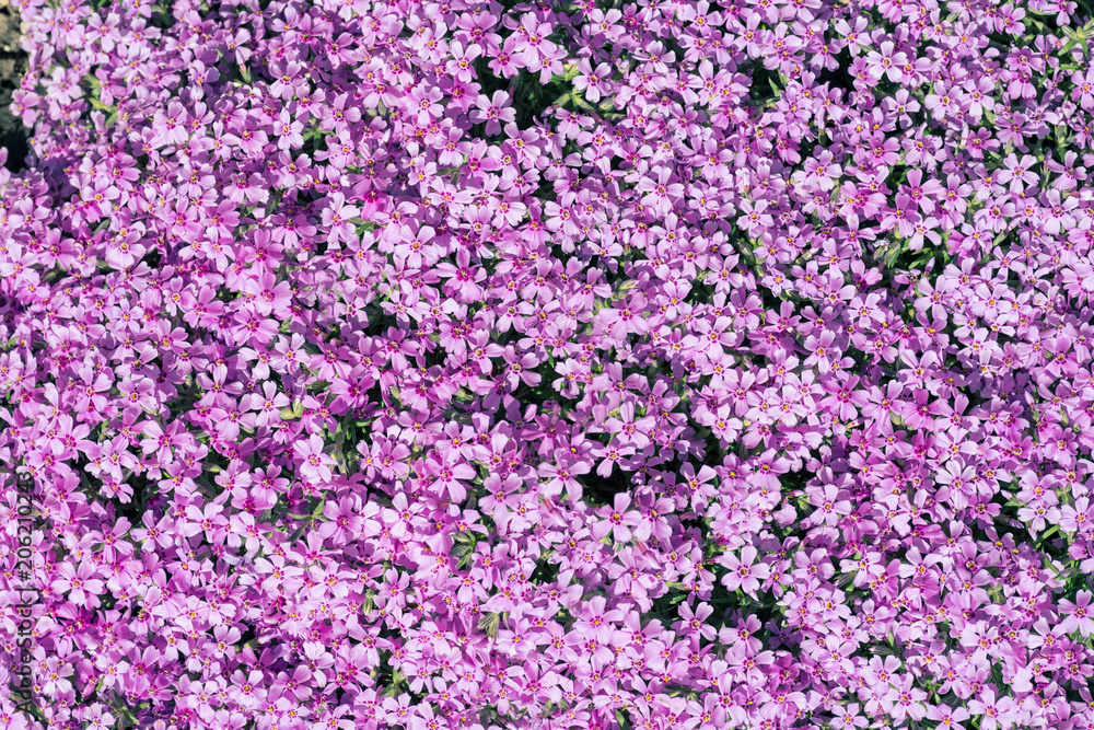 Beautiful textural background of flowers. Beautiful textural background of flowers.
