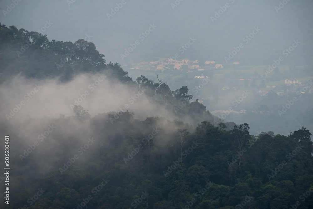 fog above rainforest