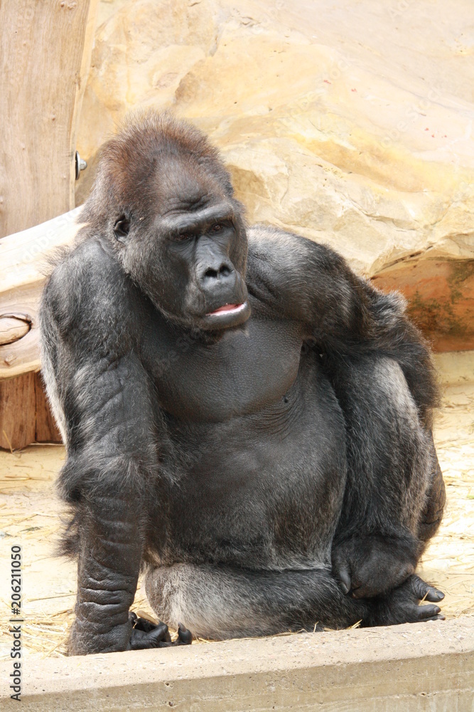 Gorilla