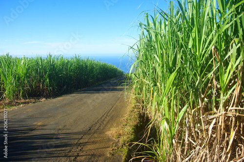 La Réunion - Chemin dans la canne à sucre