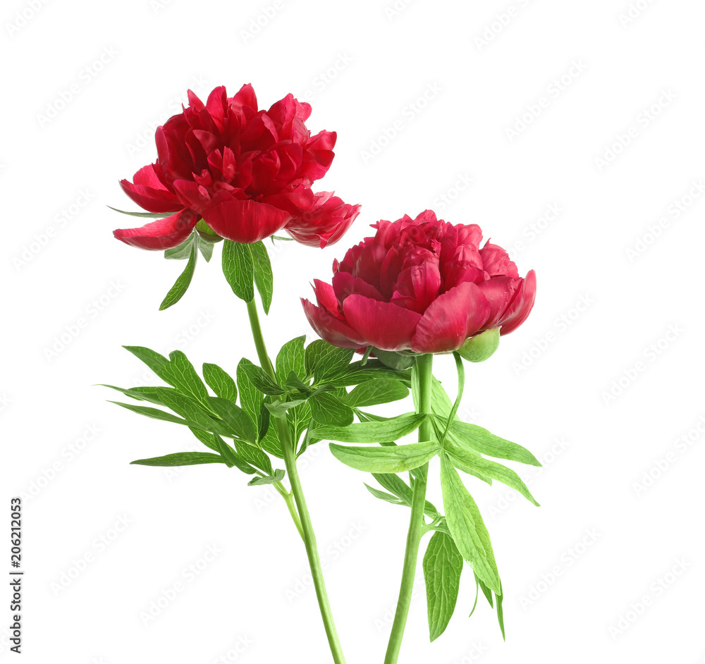 Beautiful blooming peony flowers on white background Beautiful blooming peony flowers on white background