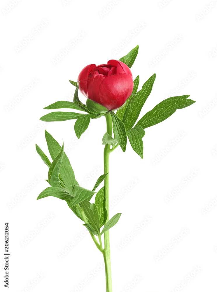 Fototapeta premium Beautiful blooming peony flower on white background