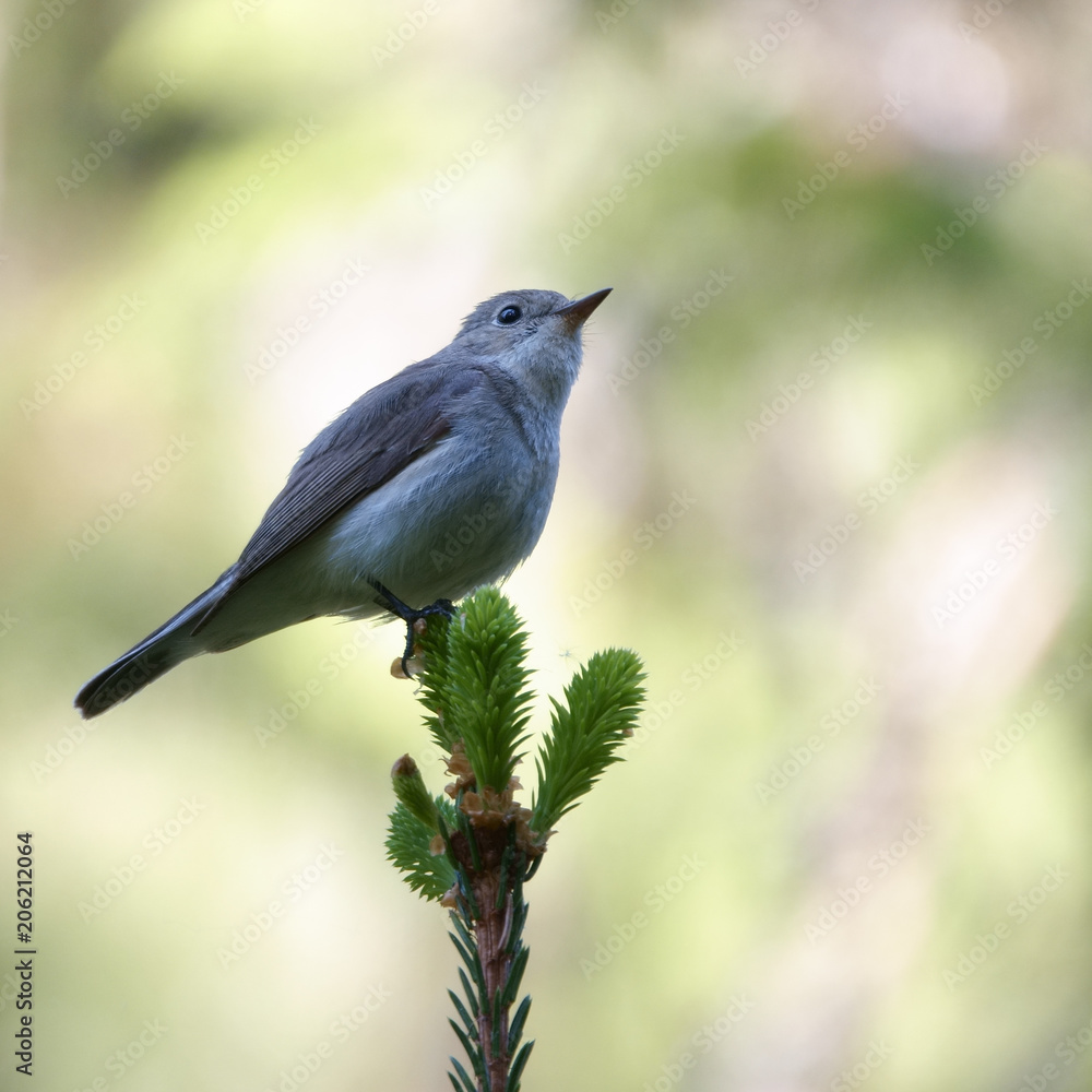 Red-breasted Flycatcher